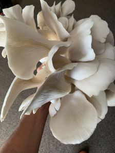 Oyester Mushrooms