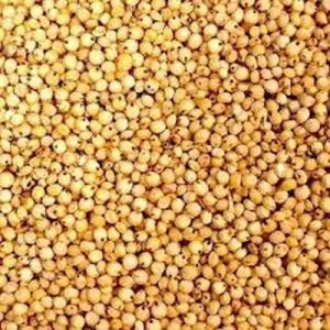 Sorghum Millet Seeds