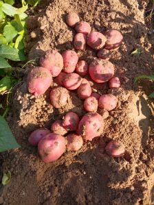 Potato Seeds