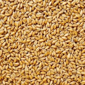 Organic Wheat Seeds