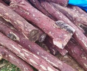 C Grade Red Sandalwood Log