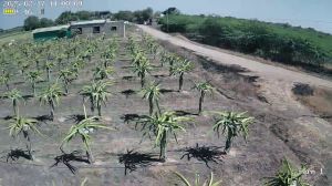 dragon fruit plant