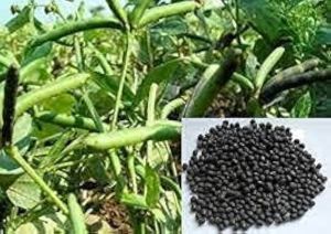 CO-5 Urad Dal Seed