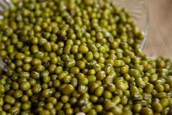 CO-6 Moong Dal Seed