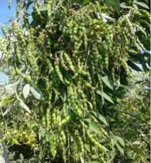 CO-6  Pigeon Pea Seed