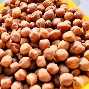 DCP 92 Chickpea Seed