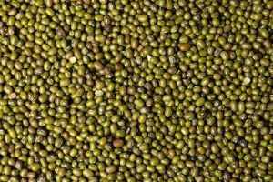 K-851 Moong Dal Seed