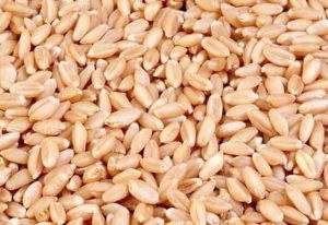 Lok -1 Wheat Seed