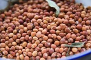 Maruti ICPL 88039 Pigeon Pea Seed