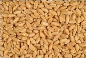 Natural DBW 222 Wheat Seed