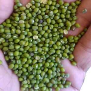 PDM-139 Moong Dal Seed