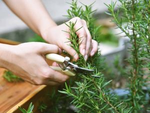 Fresh Rosemary