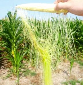 Natural Corn Silk White