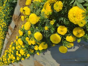 Marigold Flower