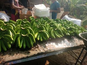 G9 Green Banana