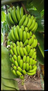 Fresh Green Banana