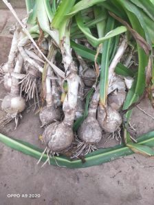 Garlic Seeds