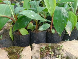 Red Banana Plants