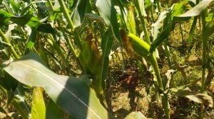 Sweet Corns