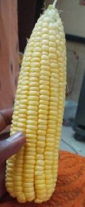 Sweet Corns