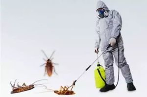 Cockroach Control Services