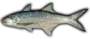 Indian Salmon