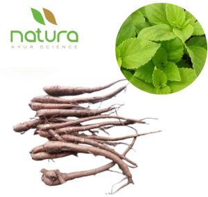 Natura Ayur  Coleus Extract Powder