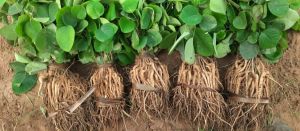 Red Sandalwood Plant