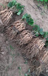 Red Sandalwood Plant