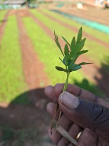 Green Silver Oak Plant