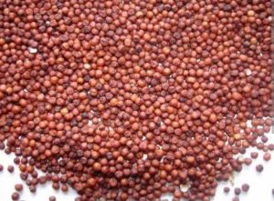 Red Ragi Millet