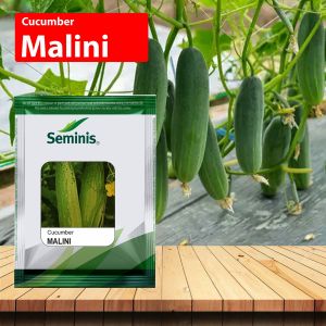 Seminis Malini Cucumber Seeds, Light