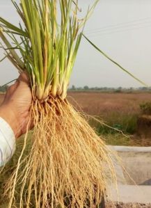 vetiver grass