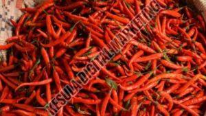 Byadgi Red Chilli