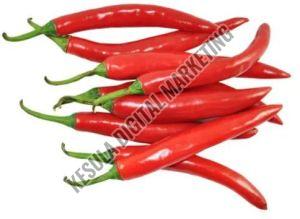 Fresh Red Chilli