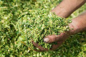 green corn silage