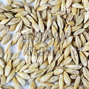 Barley Seeds