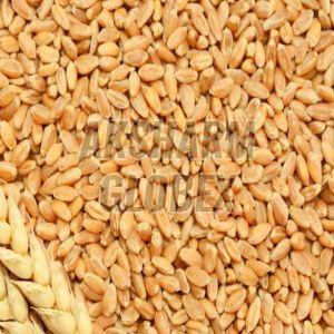 Wheat Seeds