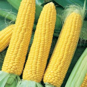 Sweet Corns