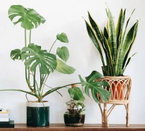 Indoor Plant Holder Stand