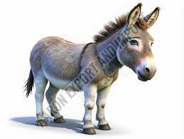 Donkey Milk Powder