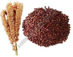 Ragi Millet