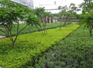 Landscaping Services