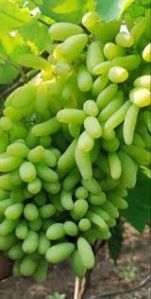 A Grade Anushka Green Grapes