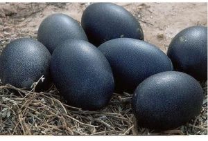 Black Kadaknath Chicken Egg