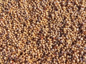 Sorghum Millet