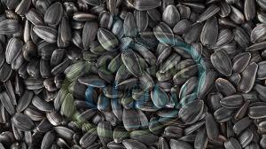 Black Sunflower Seeds