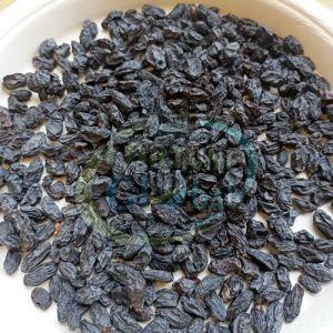 Seedless Black Afghan Raisins