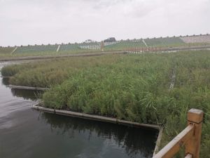 Floating Wetland Rafters