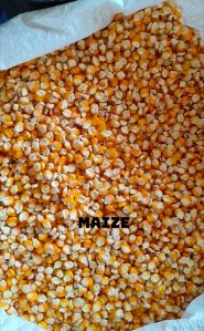 Maize Seeds